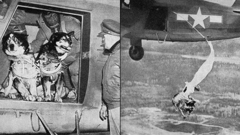 Illustration for article titled 26 Awesome Photos of War Dogs Showing How Badass and Cute They Can Be
